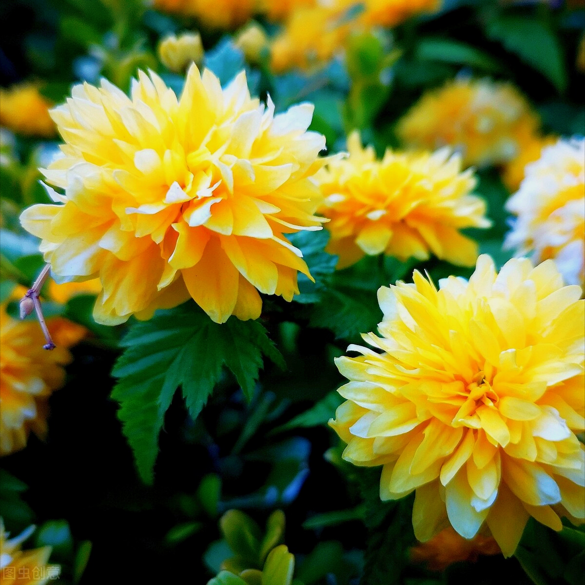 一花一悦一世界，繁花争艳，花迎小年；欢乐开怀，幸福常伴