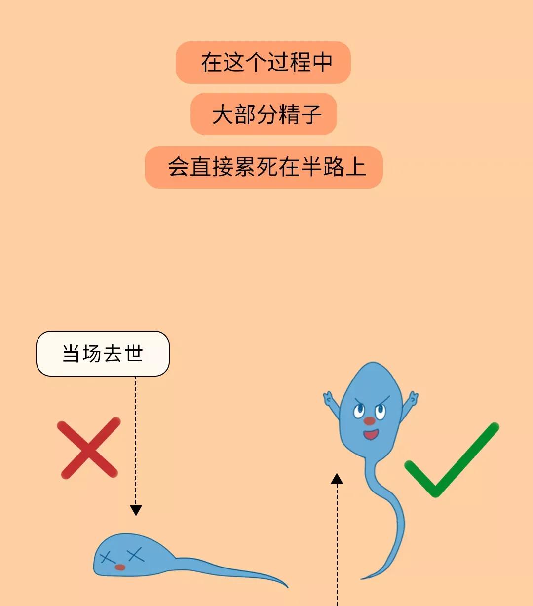 被男生憋回去的小蝌蚪都去哪儿了？