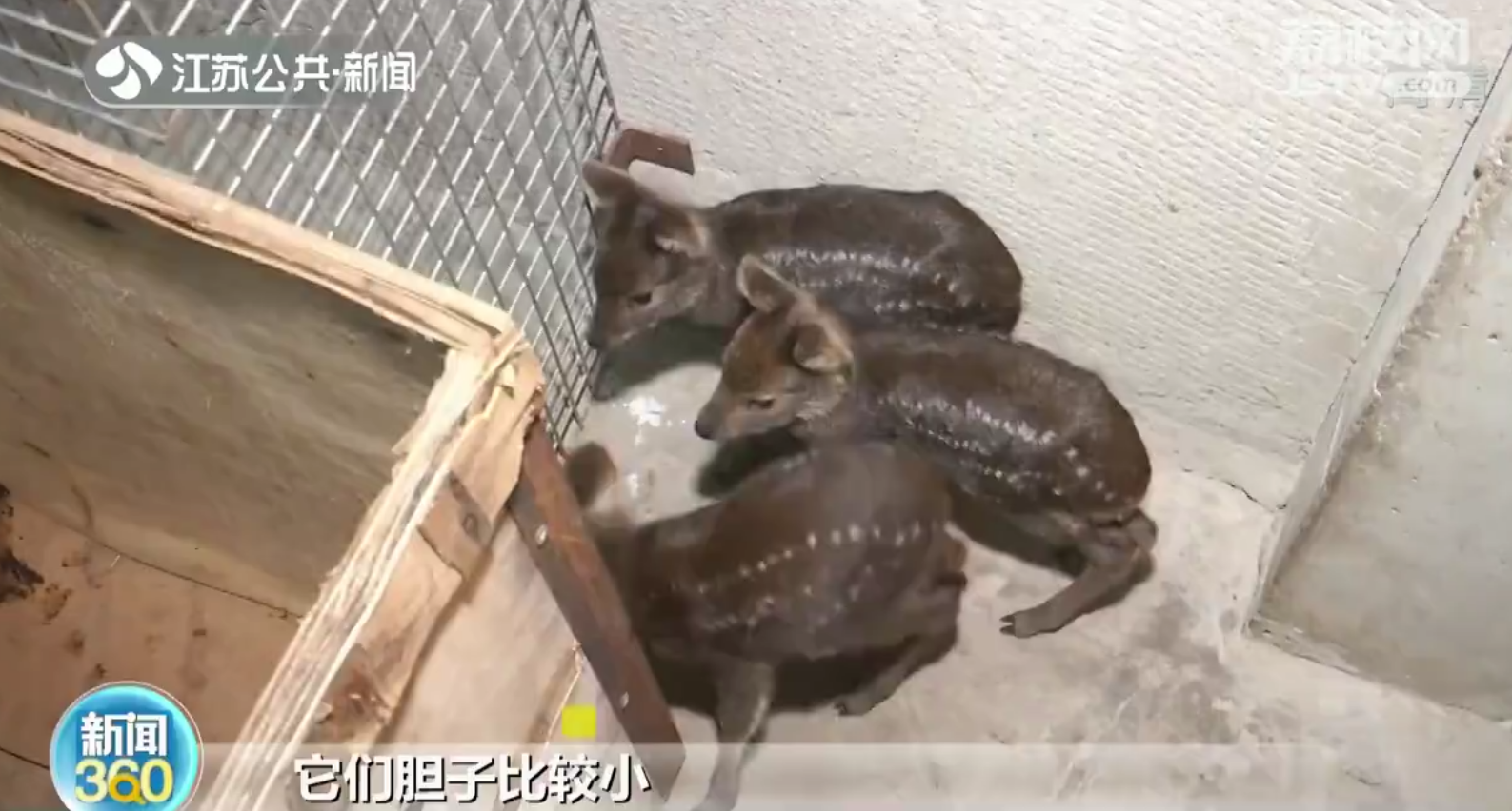 南京村民麦田捡三只&ldquo;小鹿&rdquo;竟是獐子宝宝