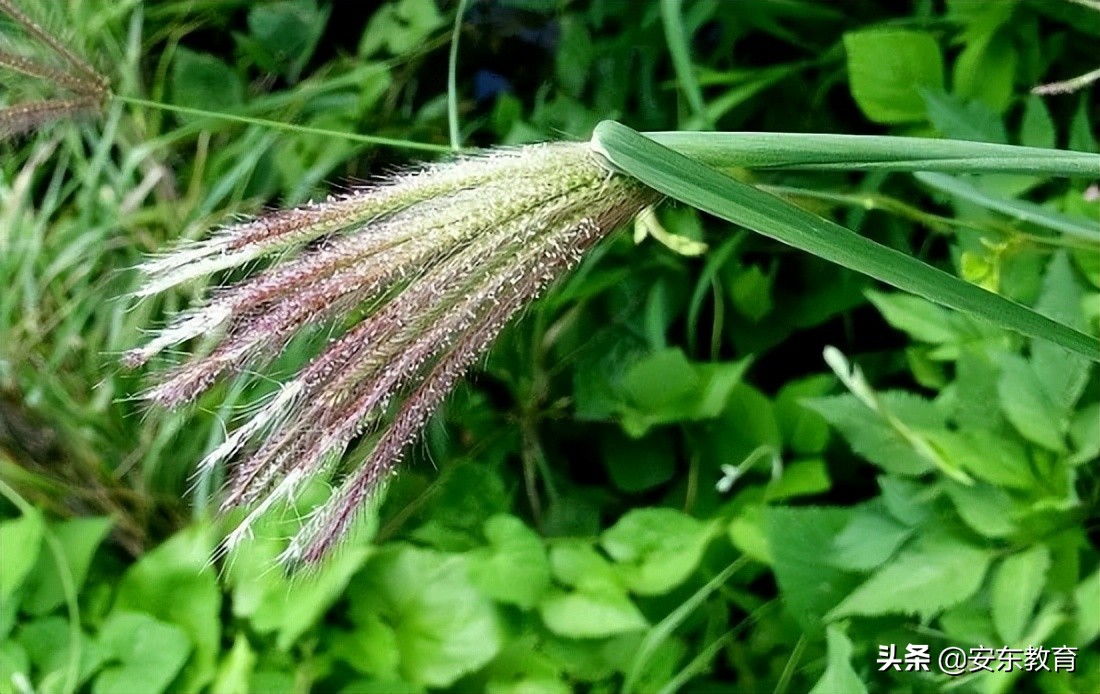 狗尾巴花,狗尾草,狼尾草,狼尾花,都長啥樣?看圖識植物