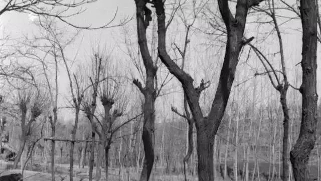 乡村纪实：历尽千辛万苦，尝尽人间冷暖，79年我第三次高考成功