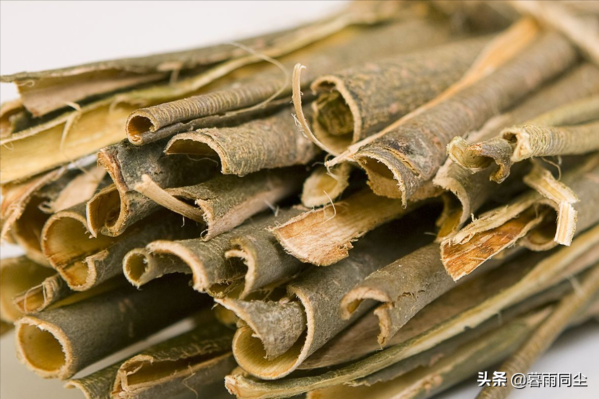 松树皮的功效与作用(树皮野外求生价值巨大) - 行就行