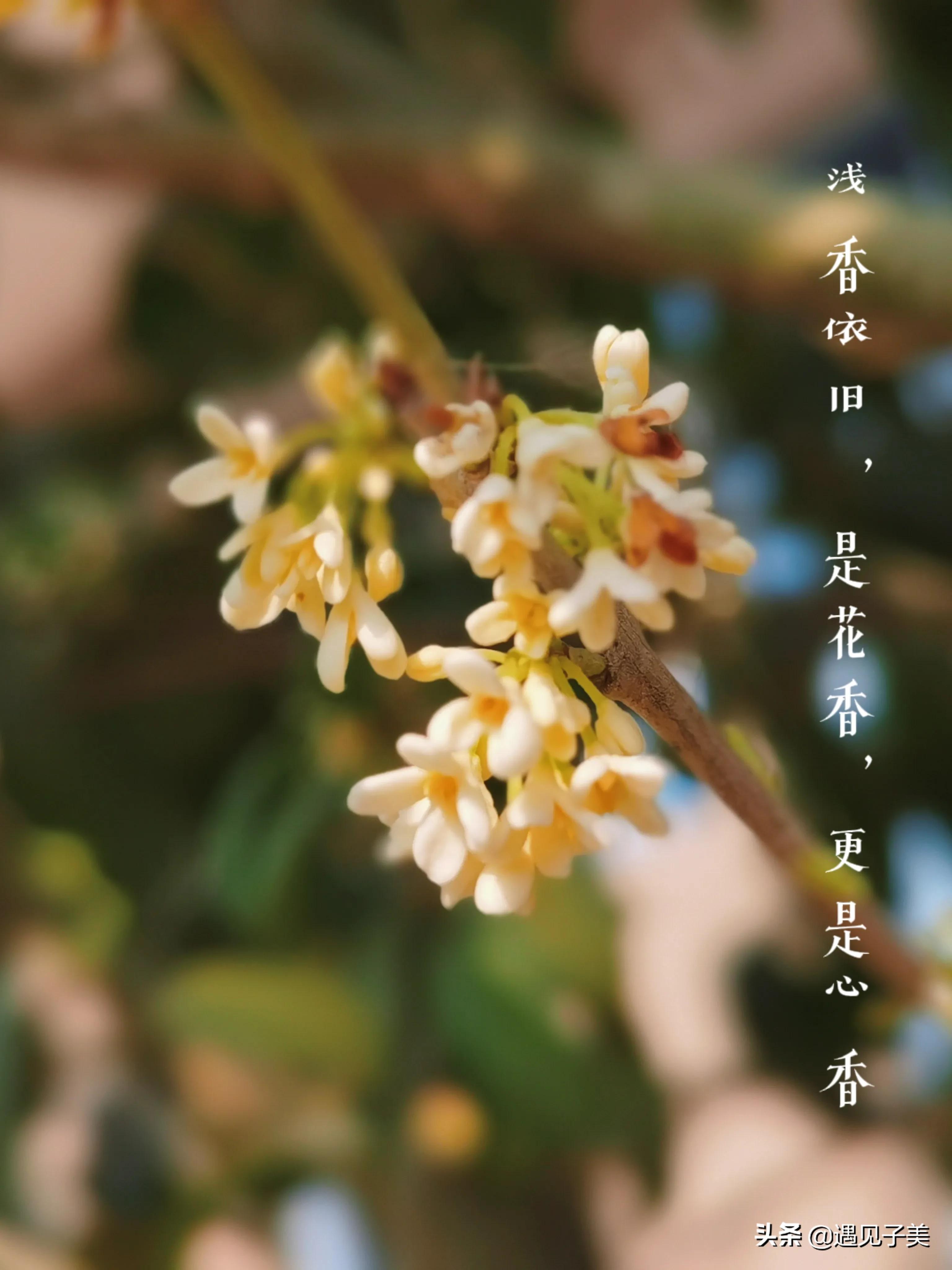 散文：冬日暖香，桂花袭人