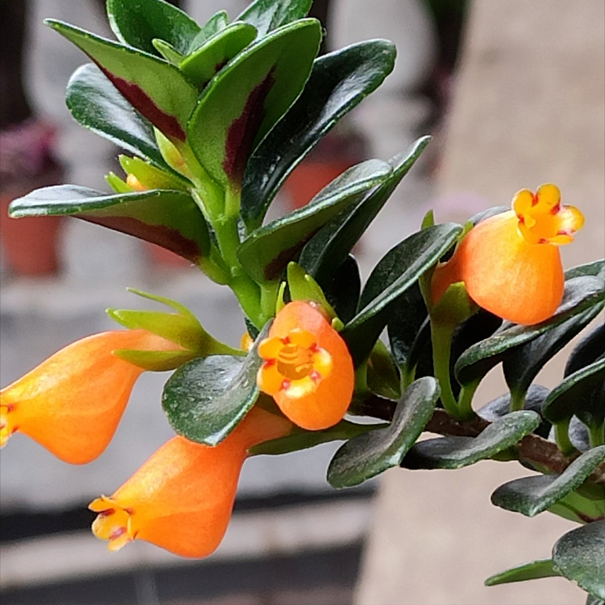 小金鱼花怎么养长得好(冬天"吉利花"养盆它,"小金鱼"花噗噗冒,"年年有