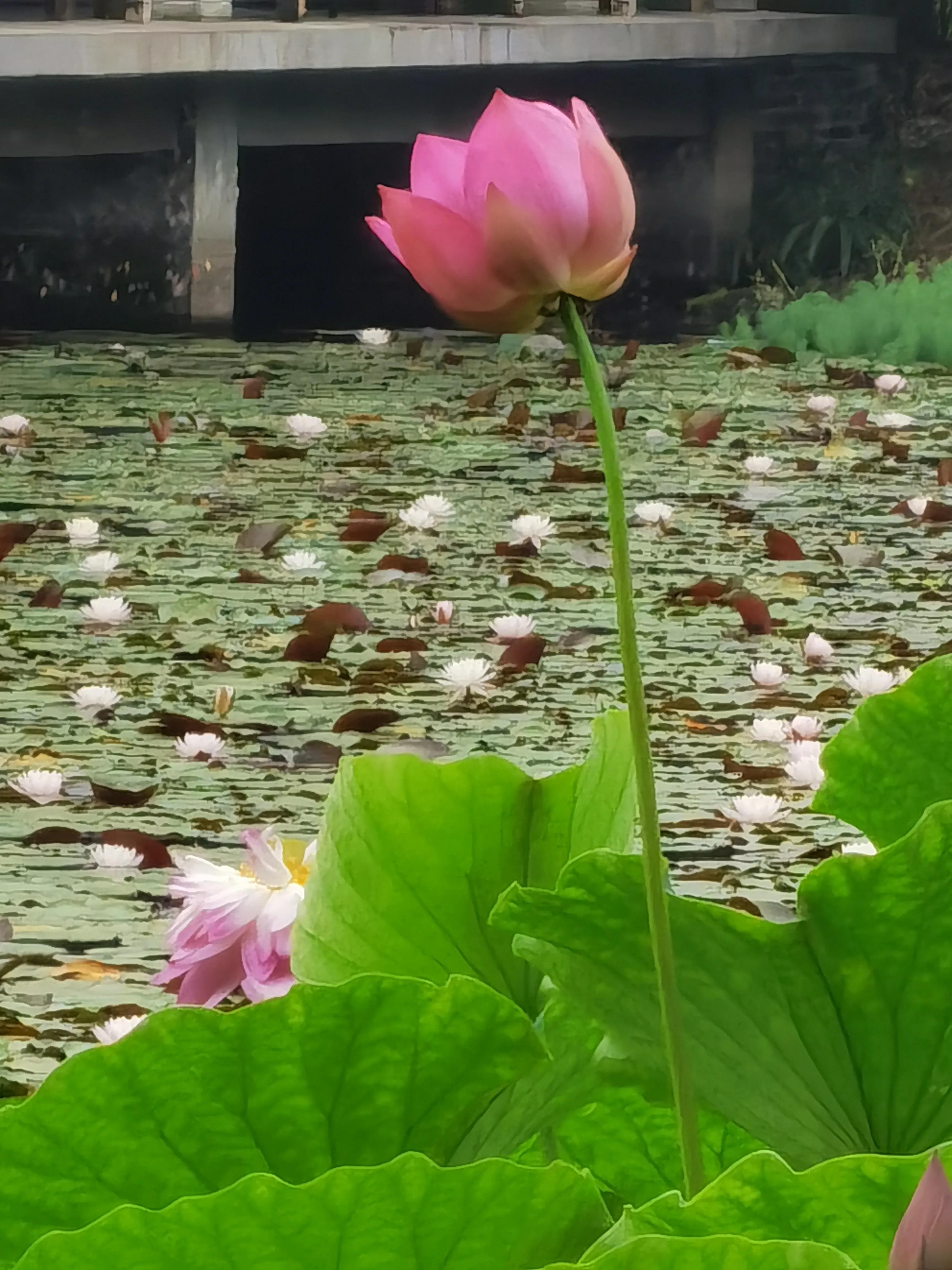 仓央嘉措——陌上花开