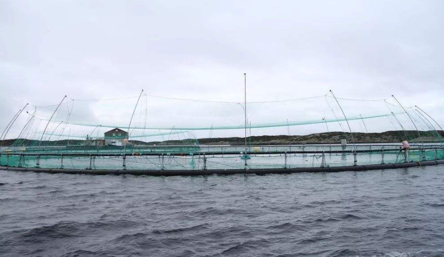中国“最大的鱼塘”，收网获得了大丰收，一次养鱼1000吨鱼