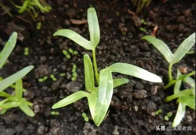 空心菜种子泡多久可以种（空心菜的种植技巧）