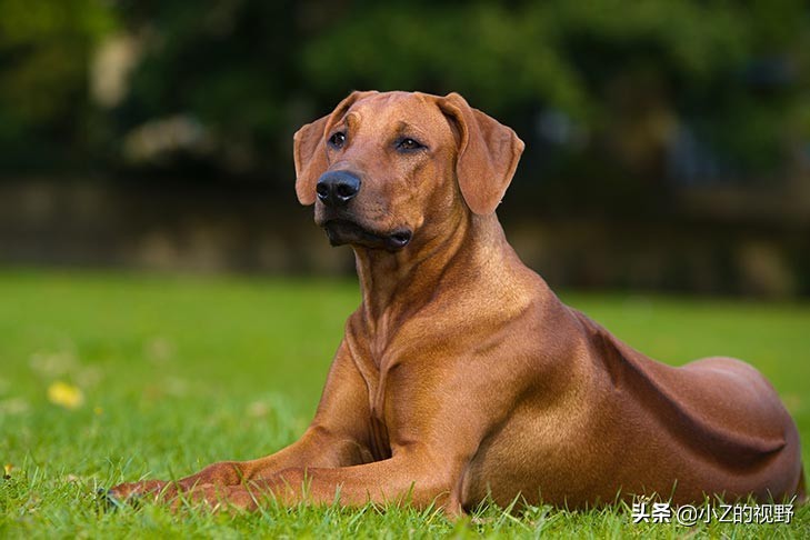 这7种猎犬，都来自非洲大陆，有你们认识的吗？
