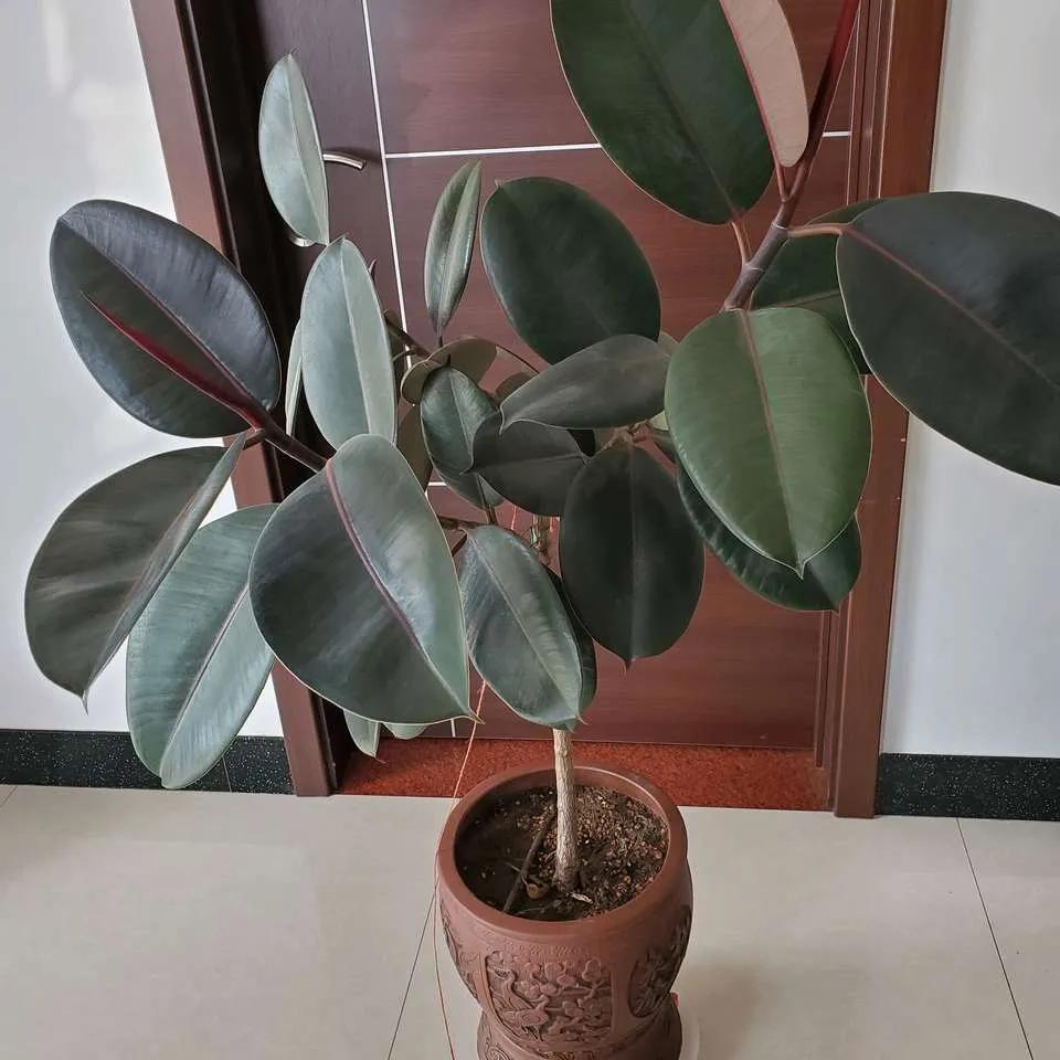 8种能吸甲醛的花，好养漂亮，家里至少放一盆