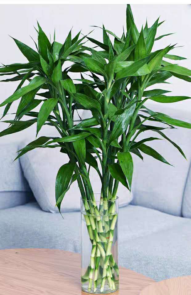 春天富贵竹,喝点"大肥水",叶片蹭蹭长,开花仙又香