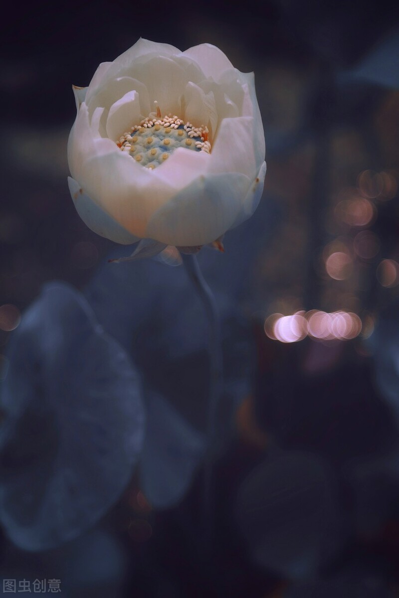 一念春风薄，一念花易落，愿这一季春暖，花常开，月长圆，人长好