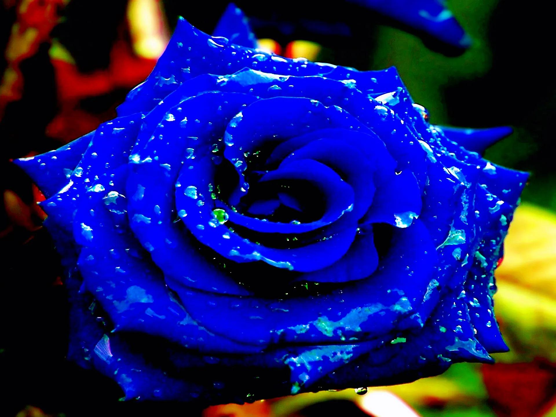 蓝玫瑰真正的花语图片