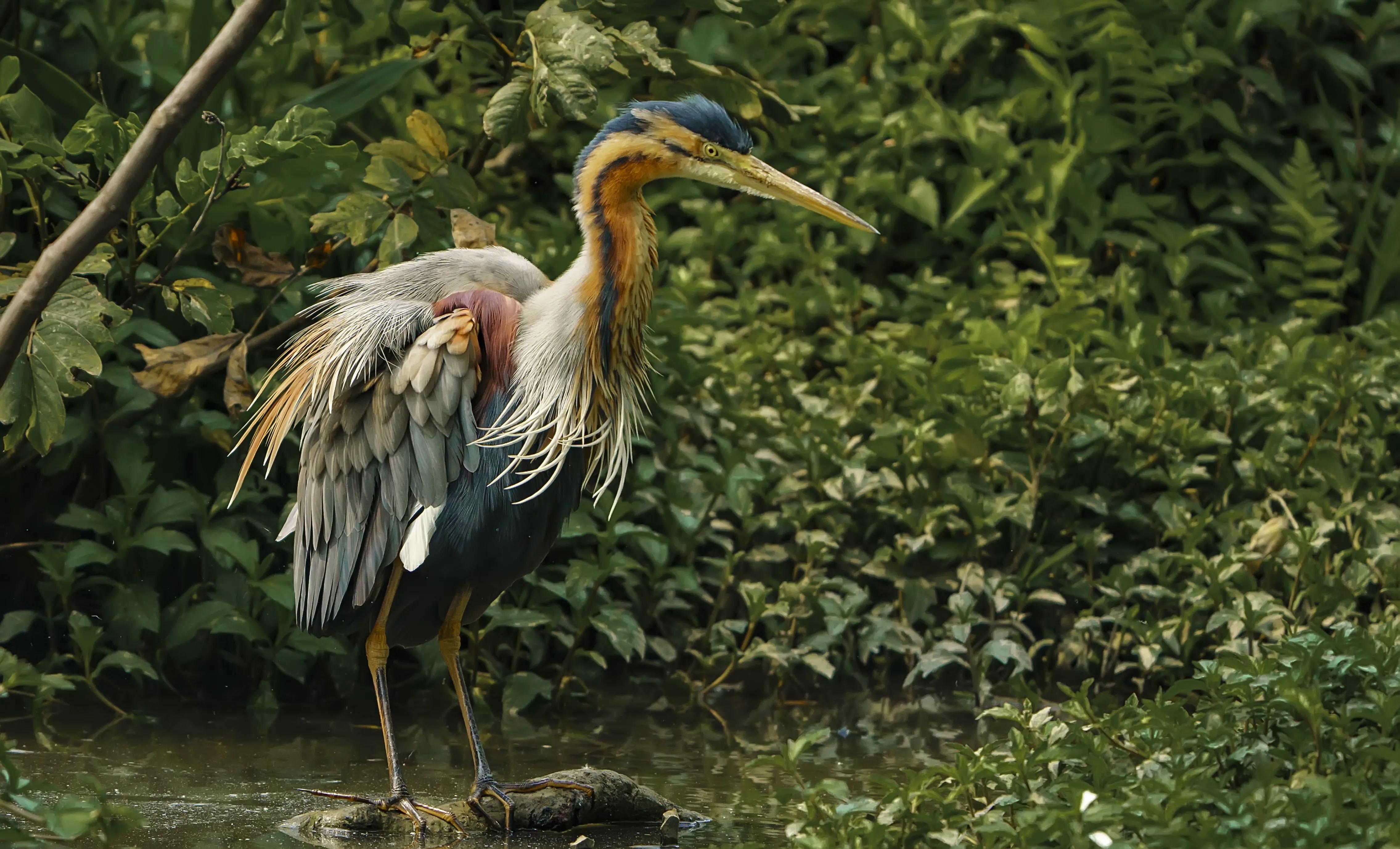 认识与识别吃鱼很凶的鹭科鸟类有些种类还是保护动物
