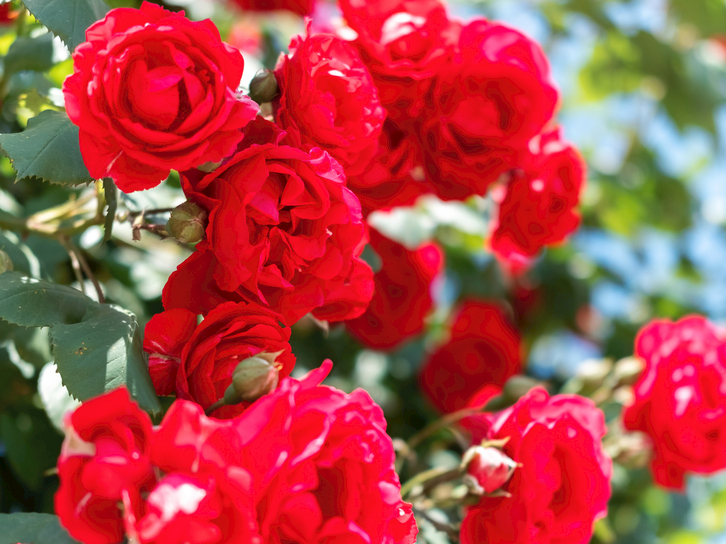 今天520，给老婆做这6道菜肴，营养高滋味好，比买玫瑰花实惠多了