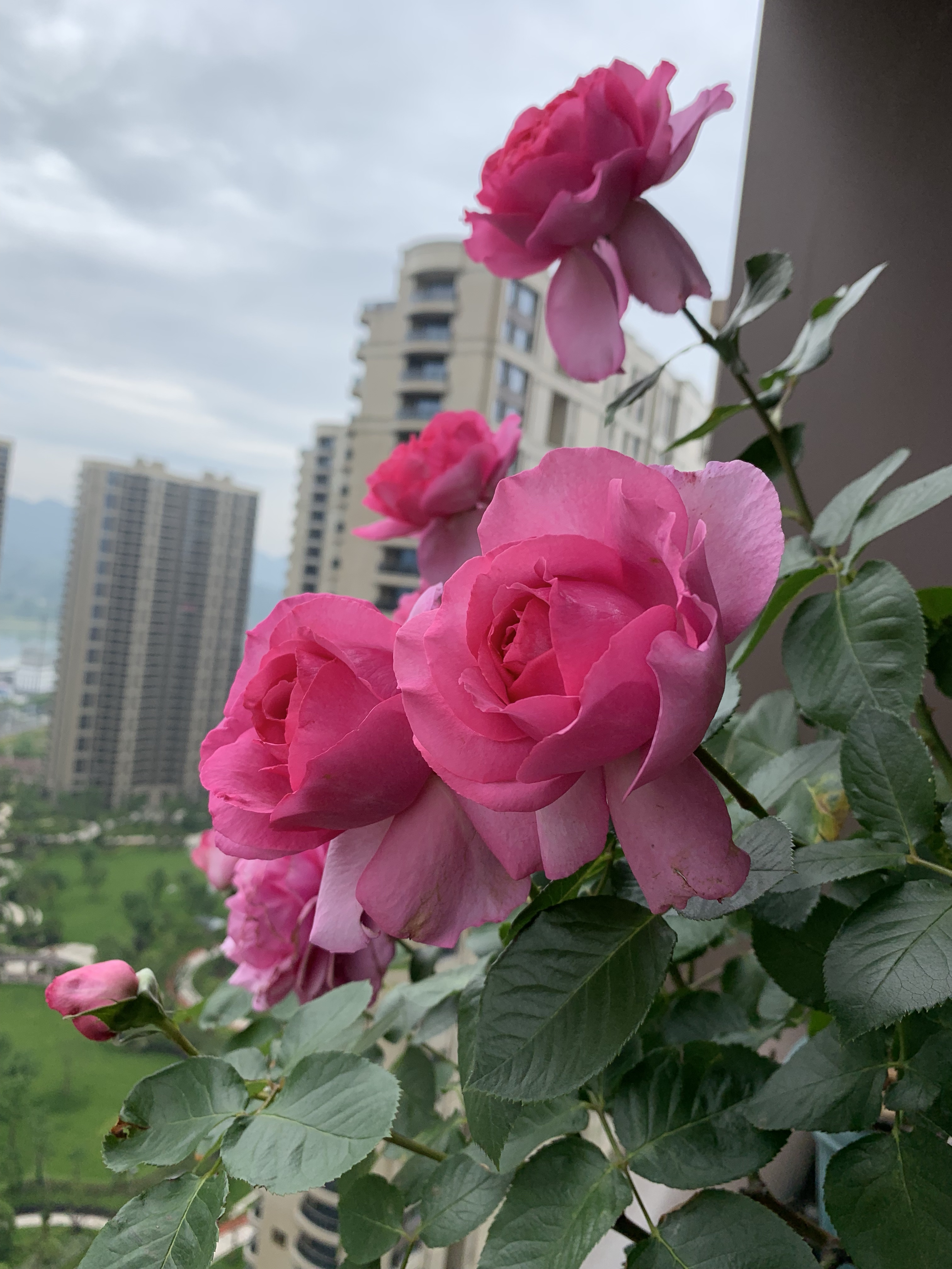浓香月季第一名（一款美如牡丹的月季花大色美）
