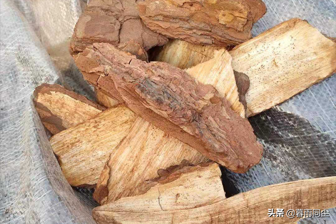 松树皮的功效与作用(树皮野外求生价值巨大) - 行就行