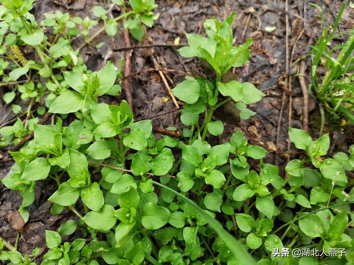 所有野菜图片大全(教你认识不同的50种野菜及其吃法)