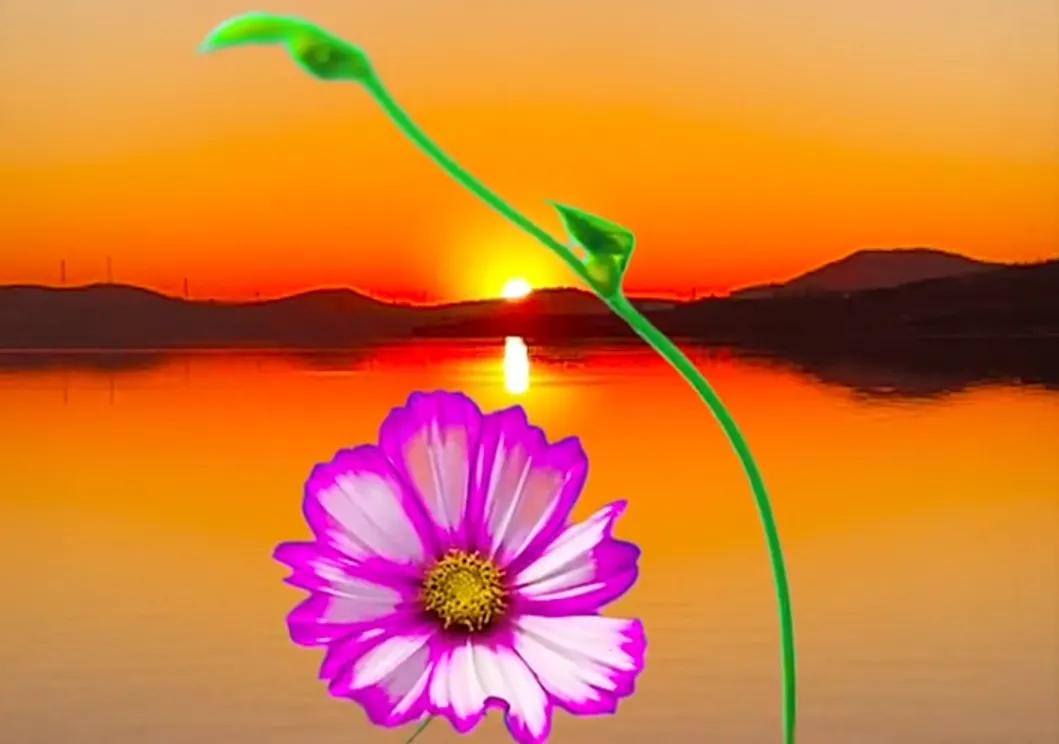 你是我的独宠，我是你的专属；余生，追随着你相伴到老