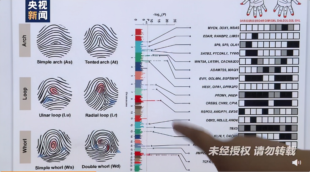 首次揭示！研究发现指纹与身体发育基因关联，手指斗纹越多小指越长