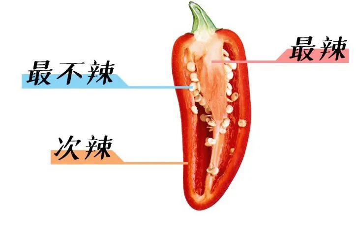 卡罗莱纳死神(辣椒最辣的部位在哪儿？我们画了张“辣椒解剖图”)