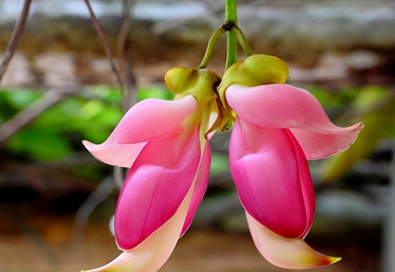 十二星座对应的"幸运花",选对它,新的一年,运势也会慢慢变好