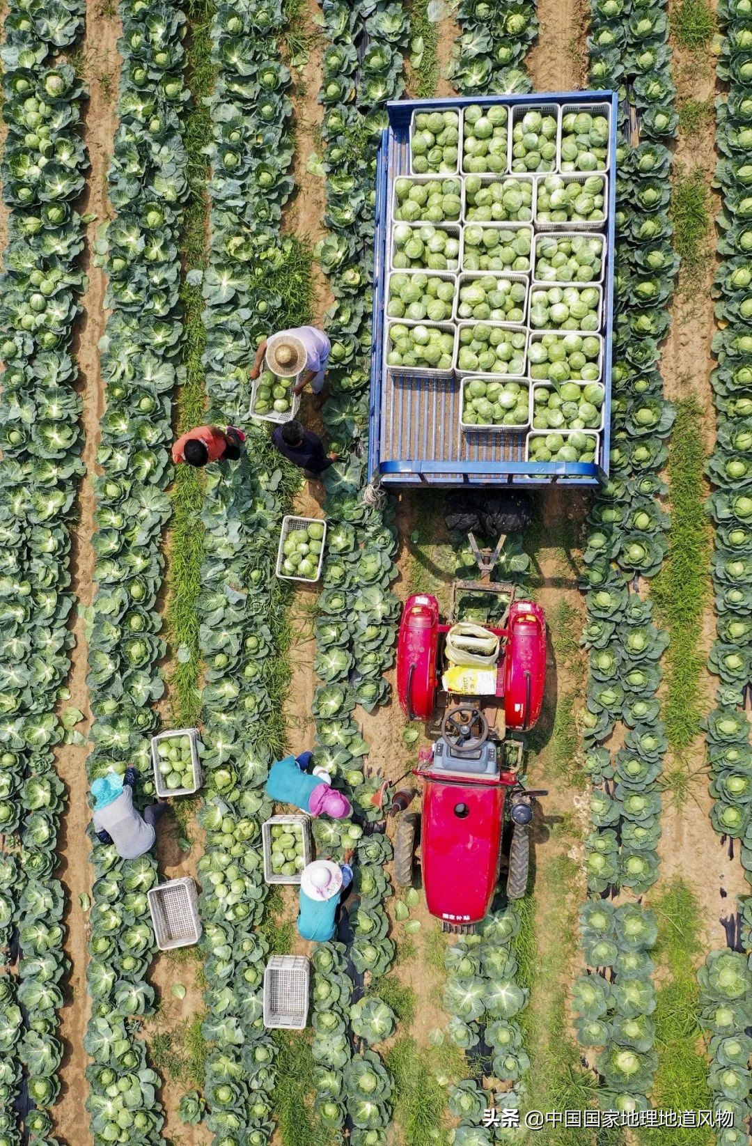 助力蔬菜自由，山东、河南、河北、江苏四省，种菜到底有多猛？