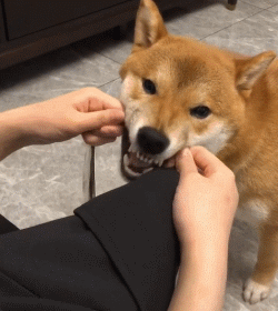 这12个“狗狗冷知识”，养狗多年的人，也不一定懂