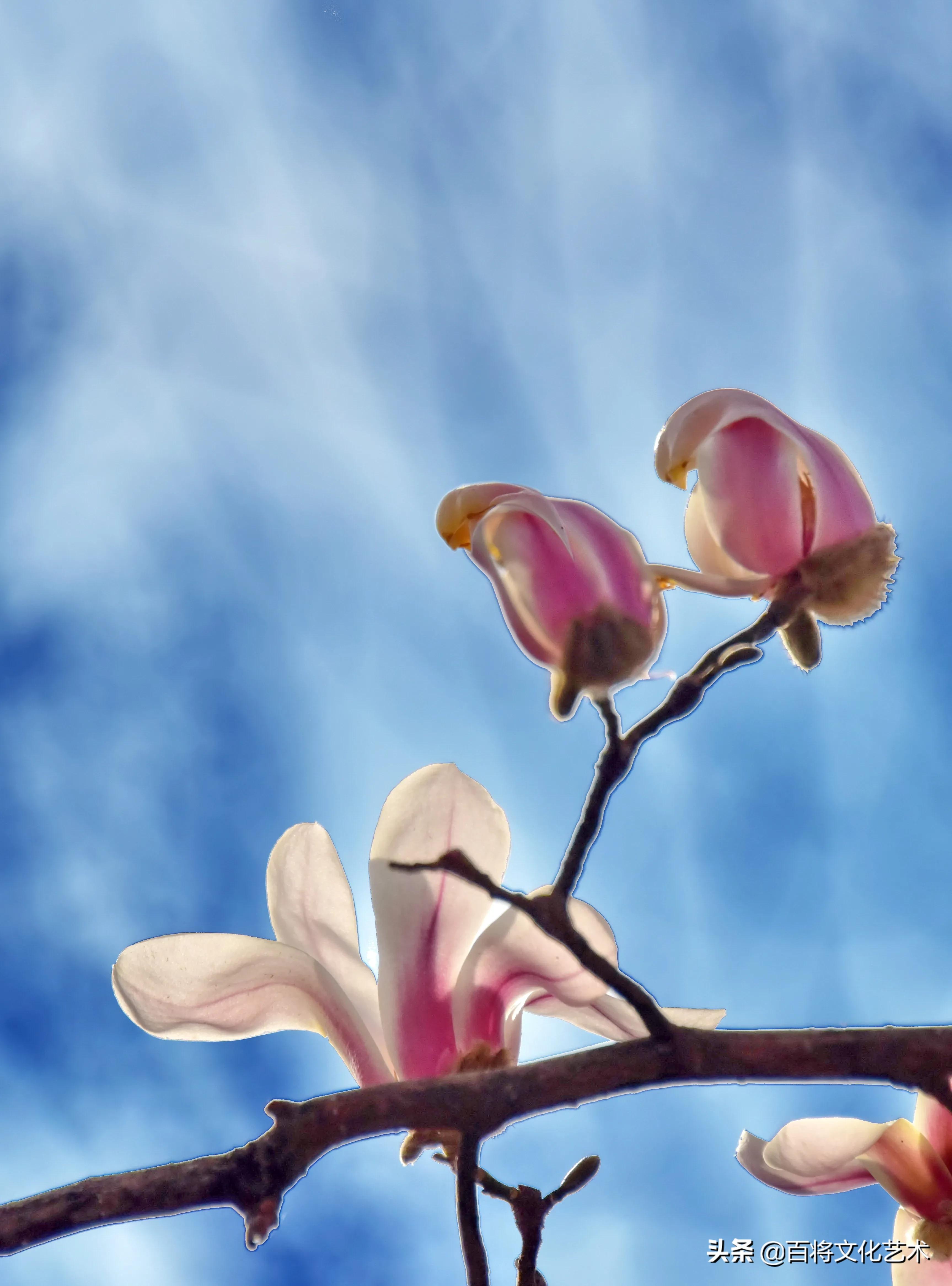 描写广玉兰的唯美句子