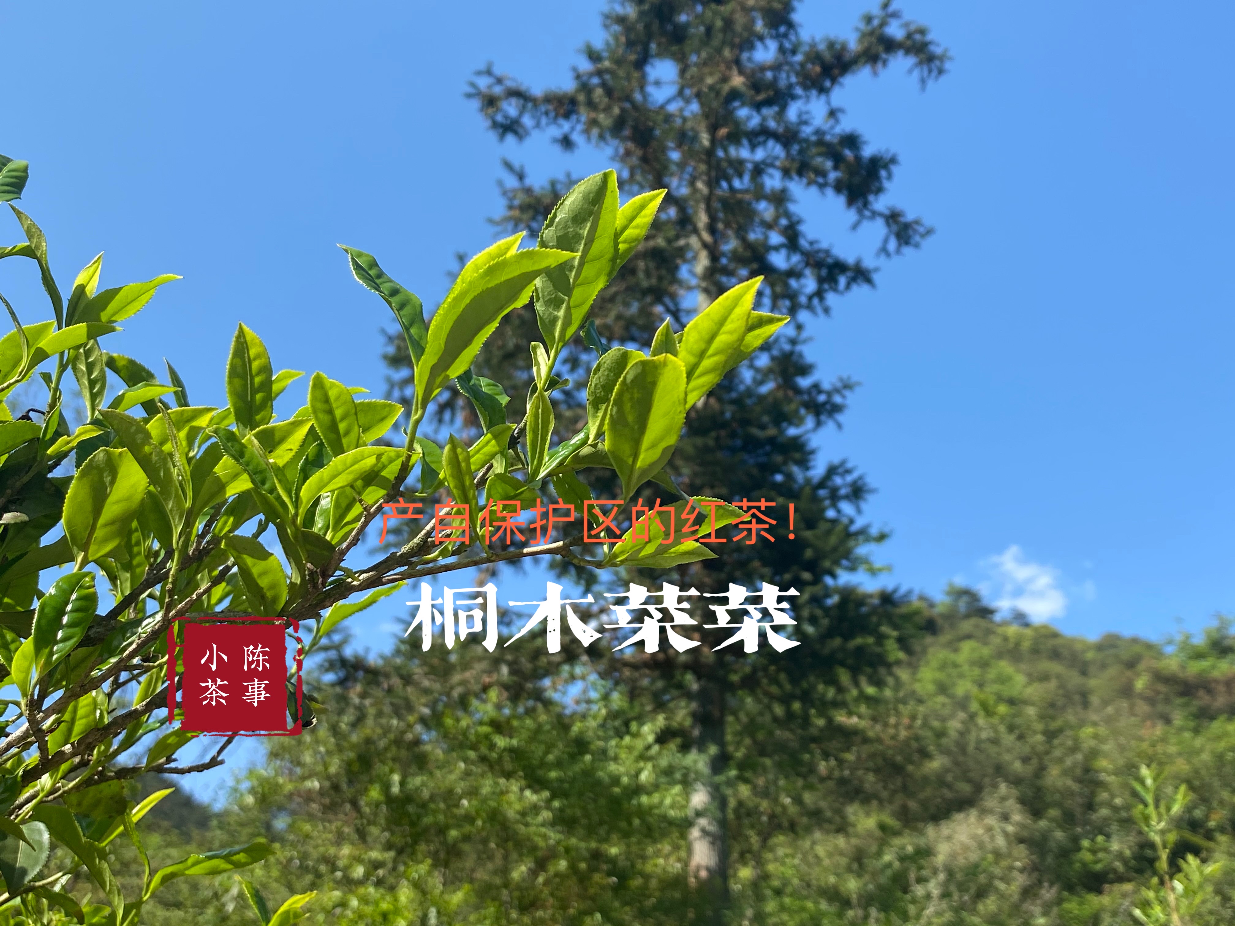 泡正山小种红茶，内行人都在遵循的6点原则，很详细，轻松泡好茶