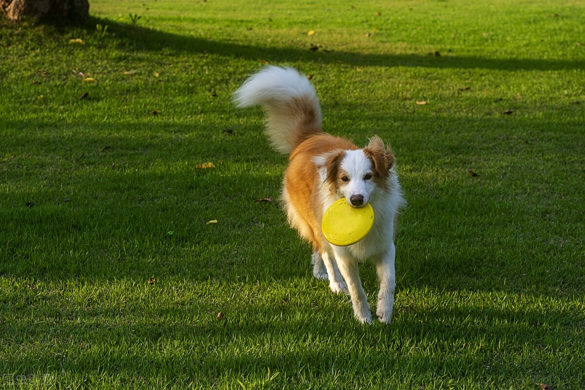 边牧犬的优缺点，看完你能接受吗？