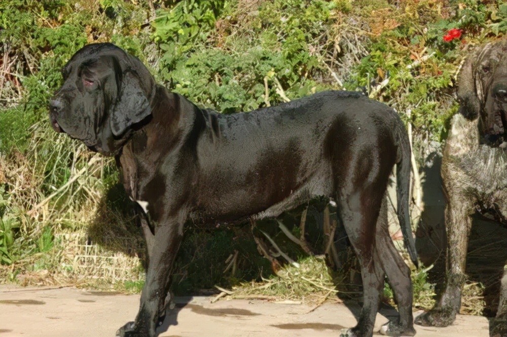 见到一定绕道走！地表战斗力爆表的12种猛犬，一獒战三狼战狮子？