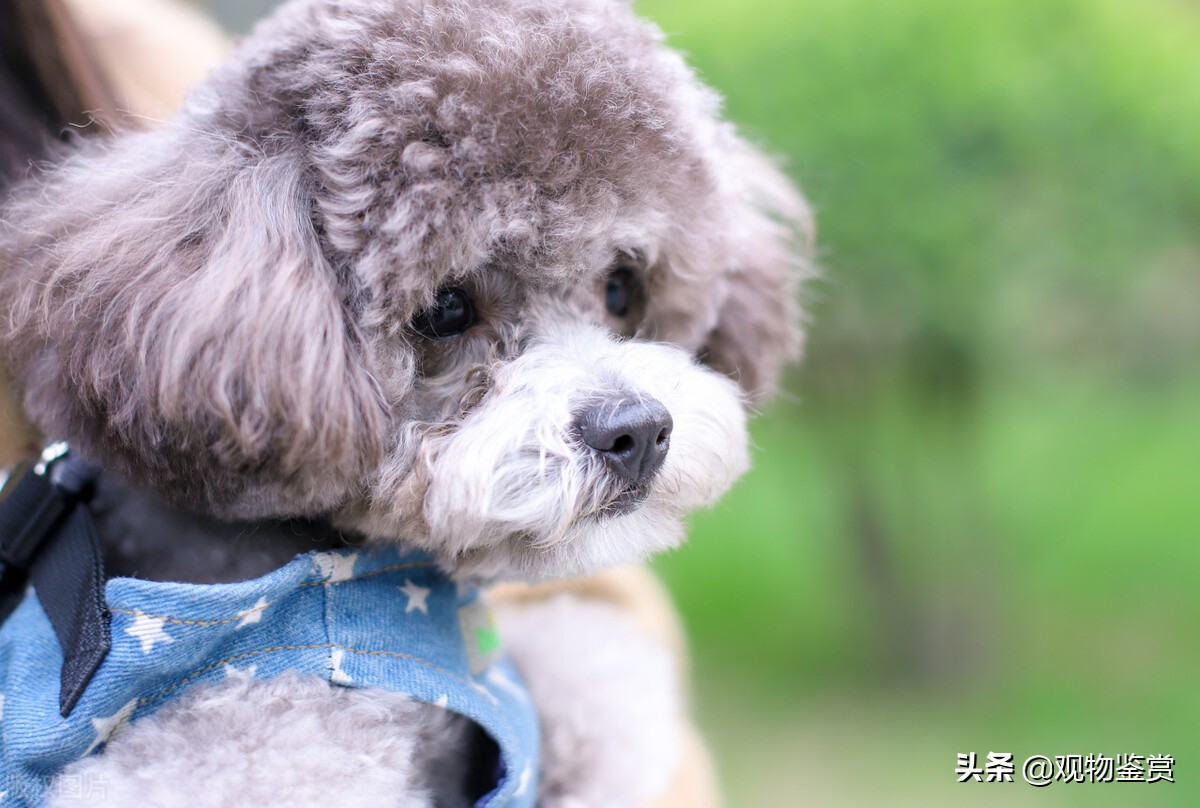 迷你贵宾犬和标准贵宾犬（泰迪犬种分类的方法）