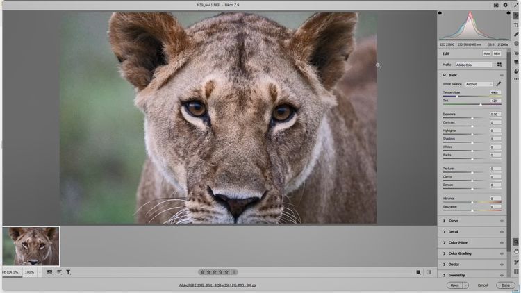 尼康Z9 非洲实战测评（一）优秀的高感画质