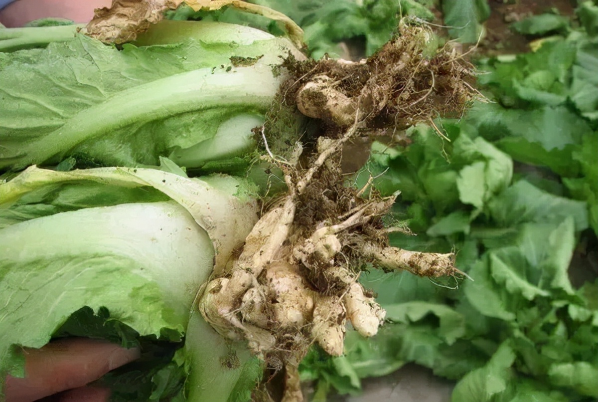 酵素农业技术：酵素菌肥在反季节叶菜类蔬菜病害防治上的应用