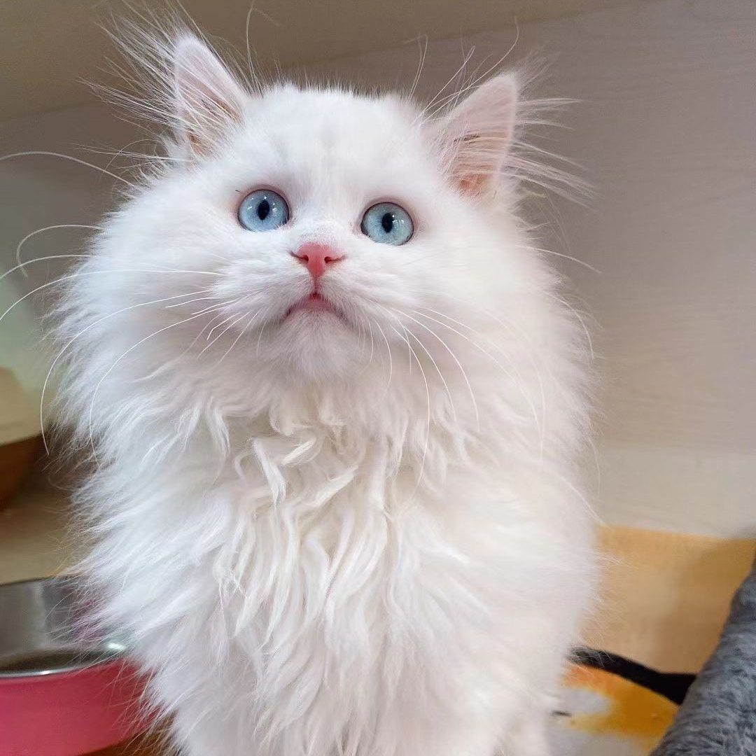 纯白狮子猫多少钱一只(狮子猫) - 价格百科