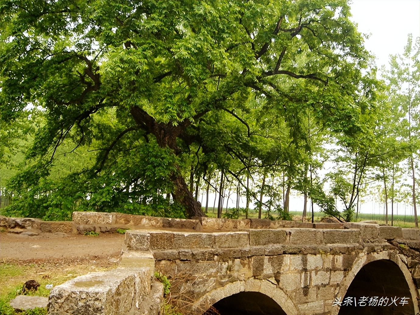 2011年拍摄的“树驮桥”古朴原始，树桥共生，相依为命