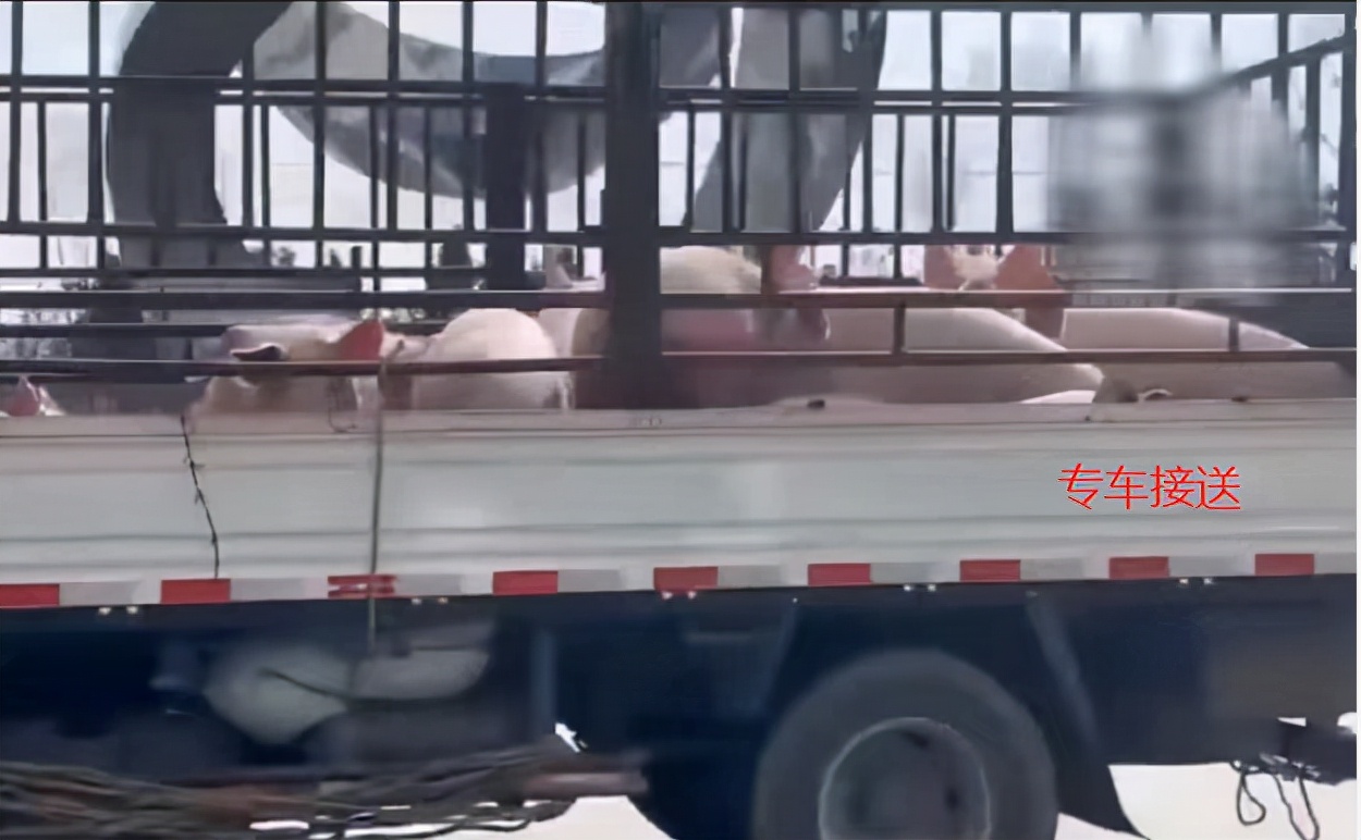 吉林白医专封校，校领导给学生买十几头活猪，各专业学生调侃走红