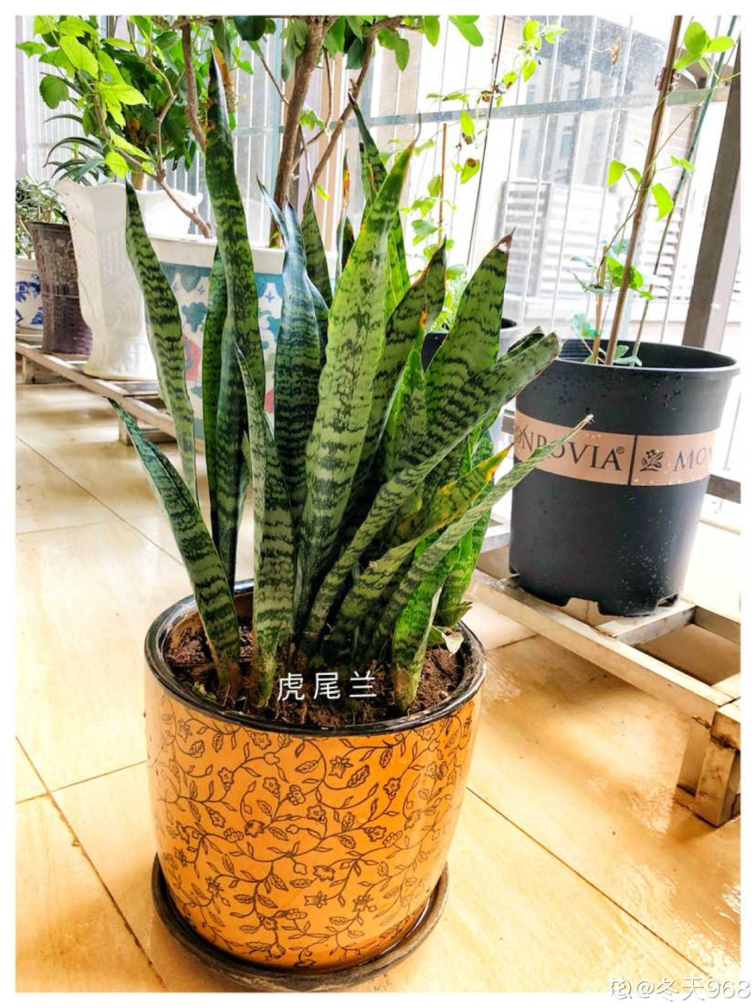 卧室适合放什么花（卧室养这4种花养人养身心）