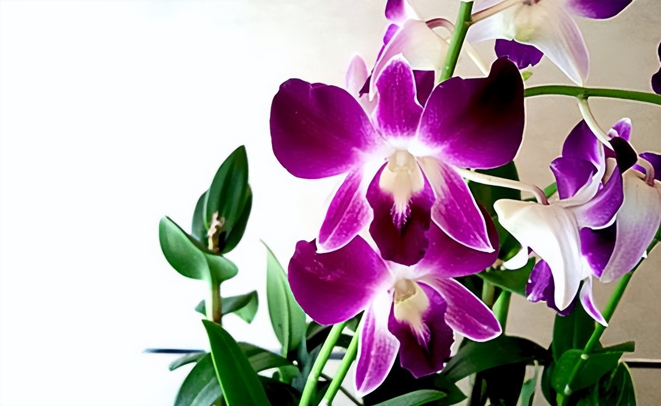 世界十大最美花