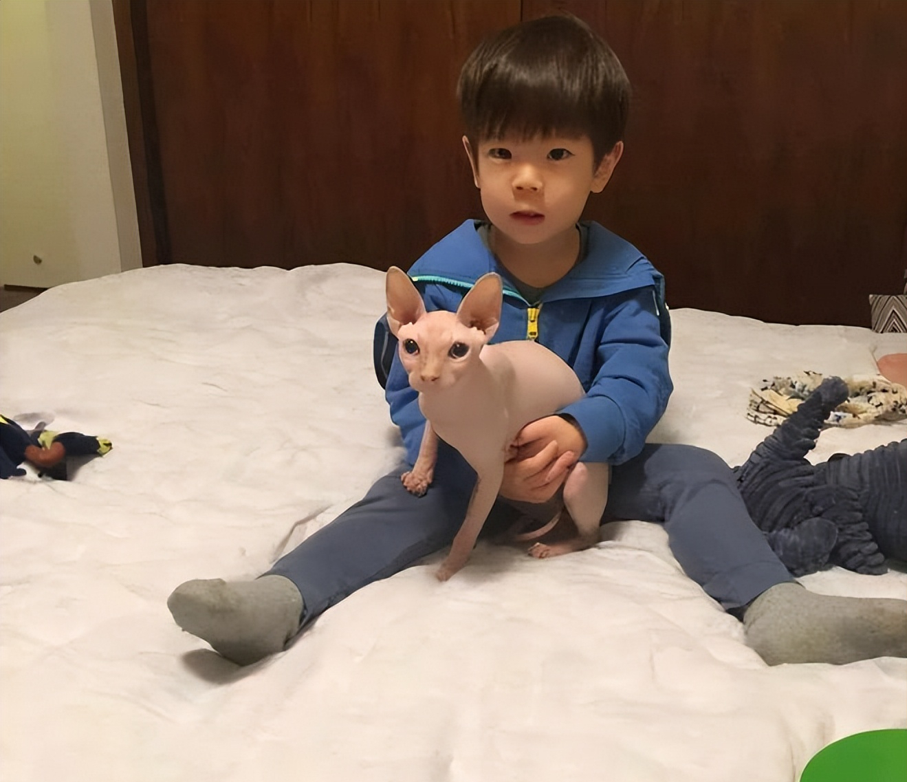 盘点明星养的猫，陆毅家的最贵，你养同款了吗？