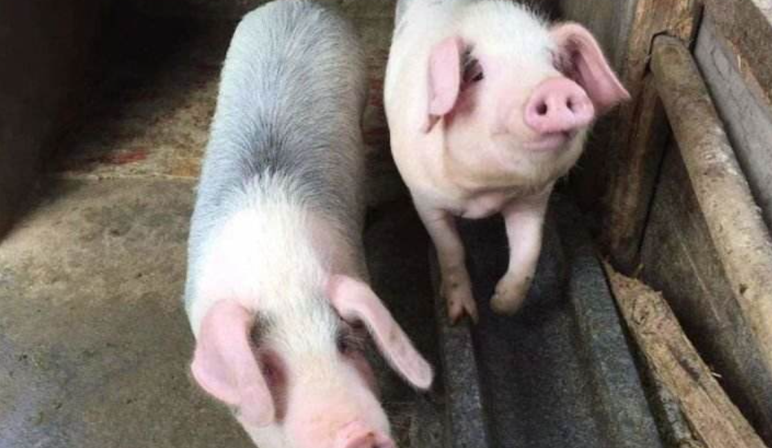 对于农民们来说,喂养了一年的小胖猪崽是他们年底最重要的收入.