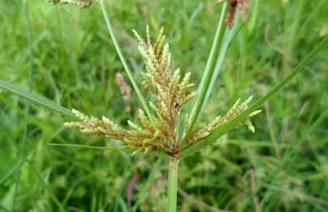 2个方子治耳聋的通气散治癫狂的癫狂梦醒汤