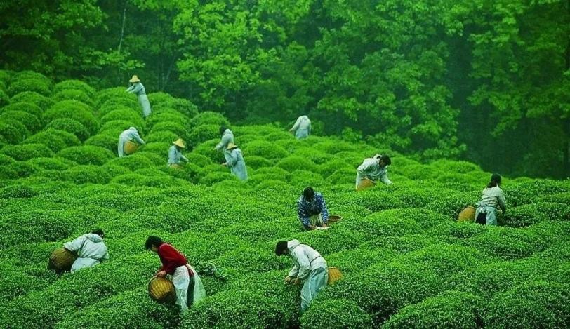 正在发生的未来——茶密与中国茶产业数字化的明天