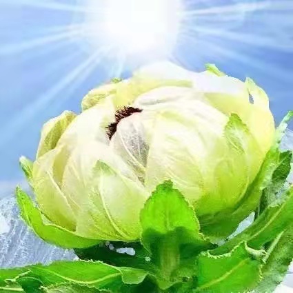 花朵美图|圣洁的天山雪莲花,北国最早报春的冰凌花合集55张