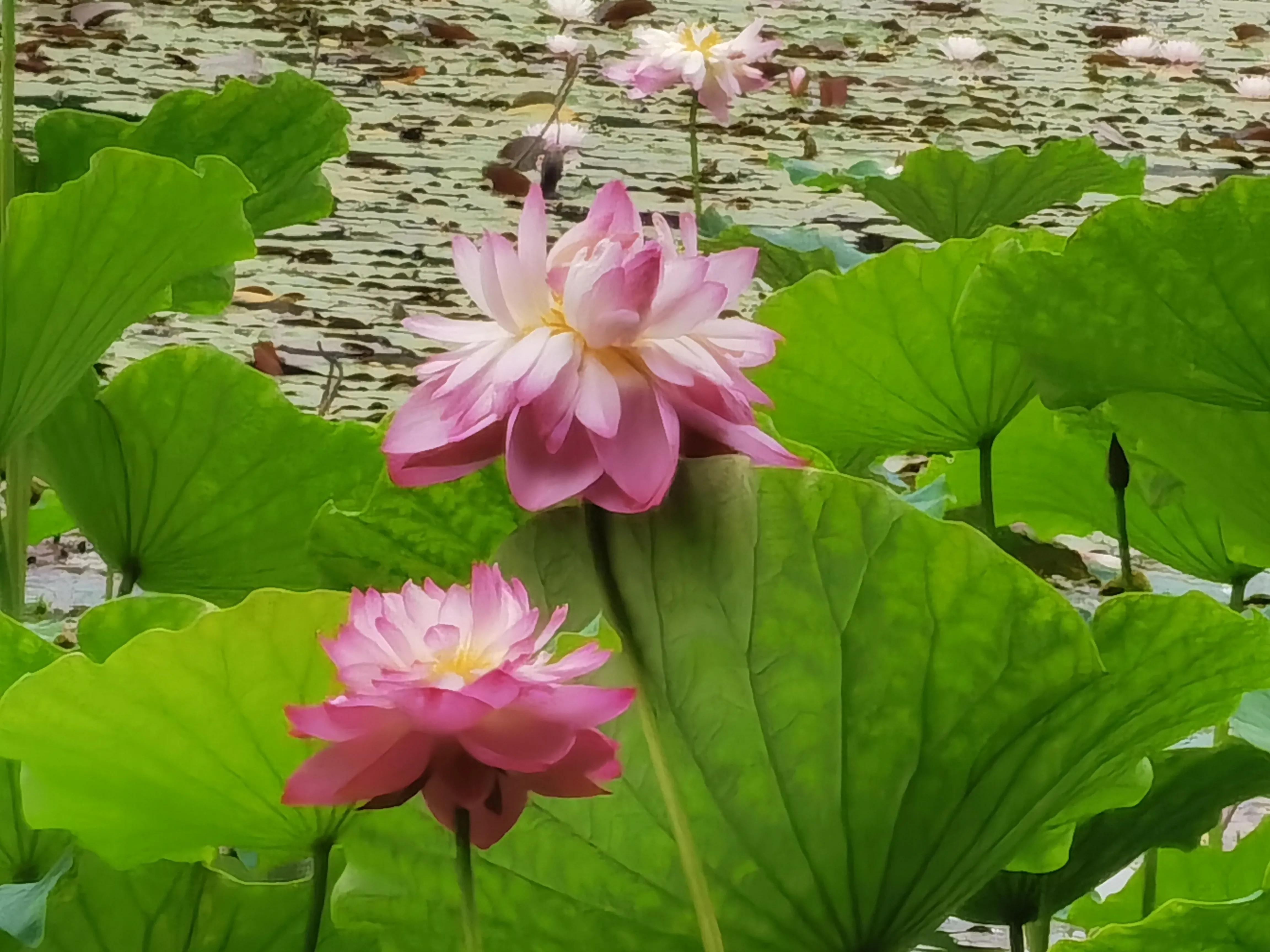 仓央嘉措——陌上花开