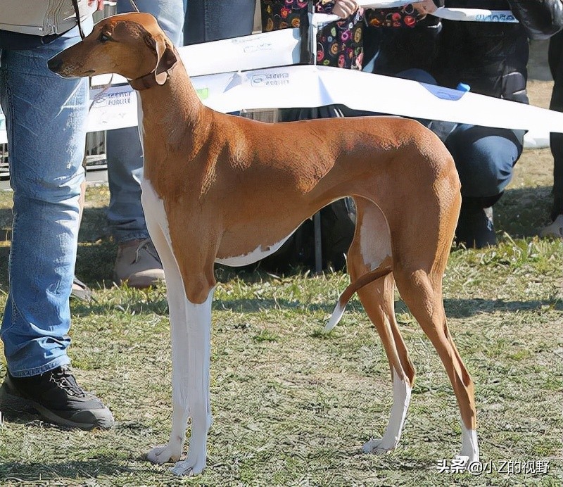 这7种猎犬，都来自非洲大陆，有你们认识的吗？