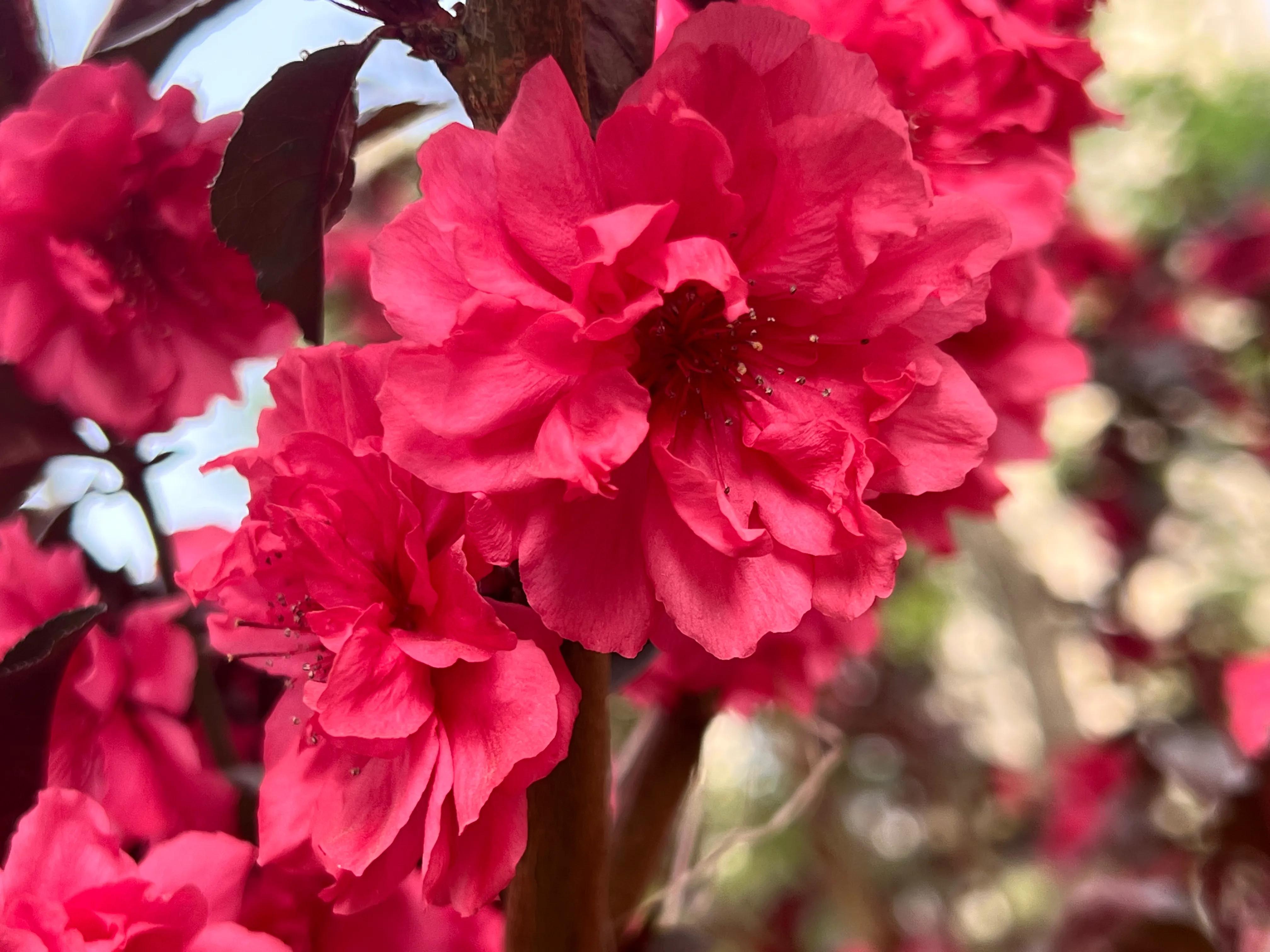 繁花似锦春常在，花红柳绿四月天，吹面不寒杨柳醉春风