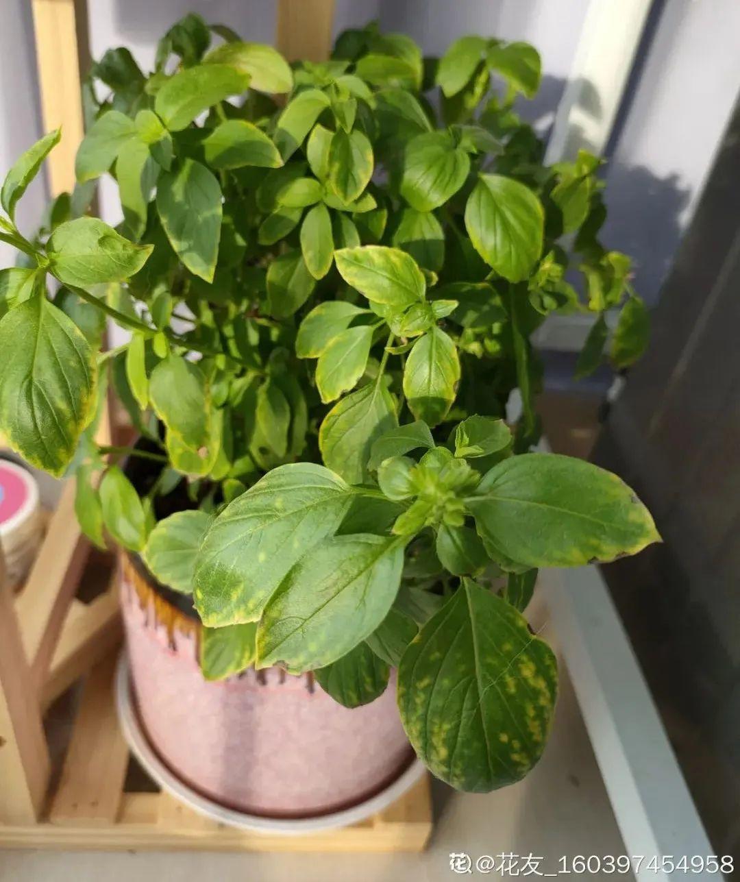 卧室适合放什么花（卧室养这4种花养人养身心）