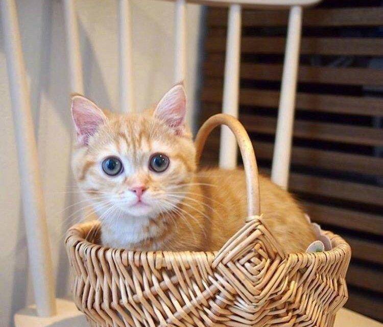 橘猫,最受欢迎的田园猫之一,为什么这么多人喜欢养?