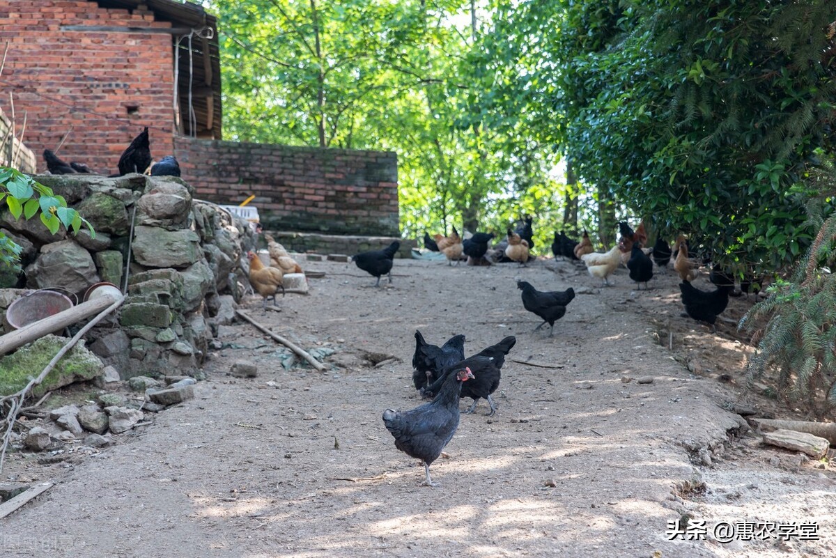 2022年农村禁养令解除了吗？附：2022年农村养殖的四条红线